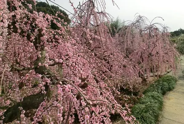昇竜しだれ梅園