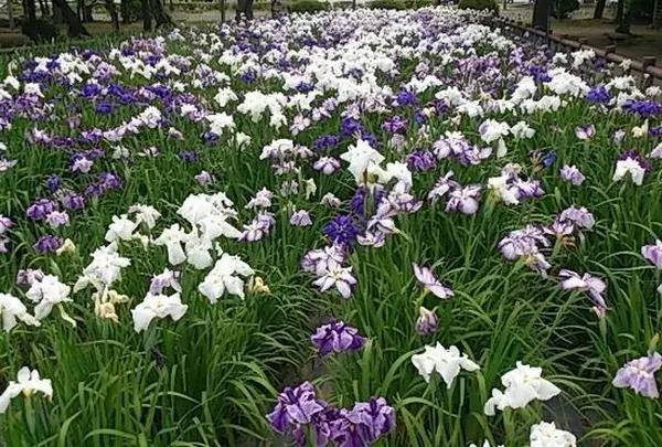 九華公園(桑名城趾)
