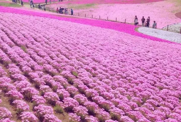 羊山公園 芝桜の丘
