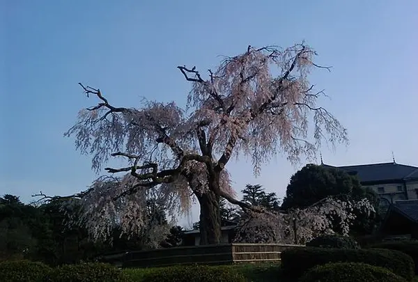 枝垂れ桜