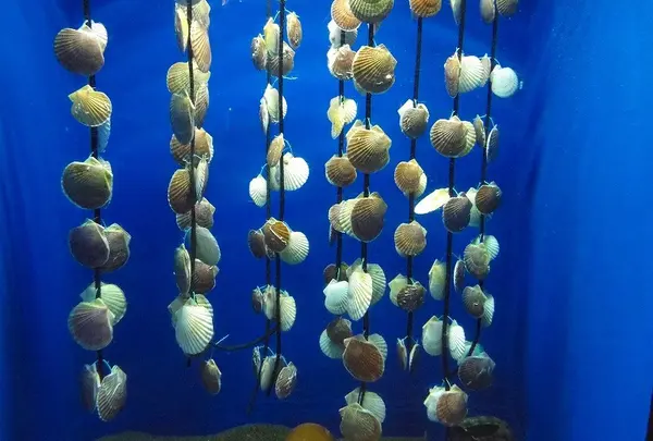 浅虫水族館の写真・動画_image_25366