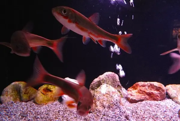 浅虫水族館の写真・動画_image_25367