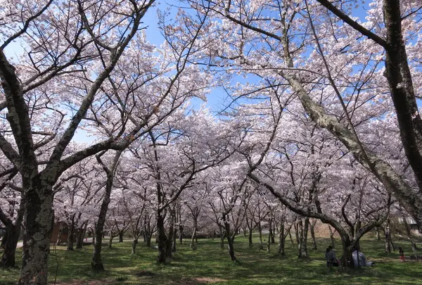 これぞ桜の楽園！？