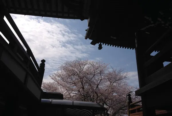 読経所下の通路からの桜