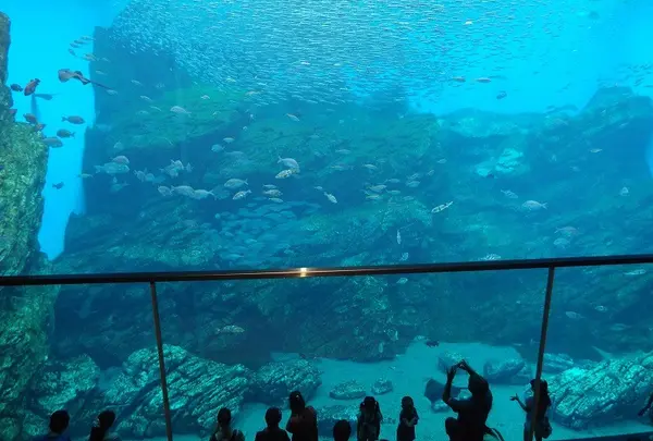 仙台うみの杜水族館の写真・動画_image_44032