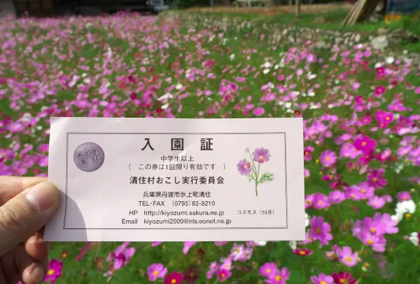 清住コスモス畑の案内