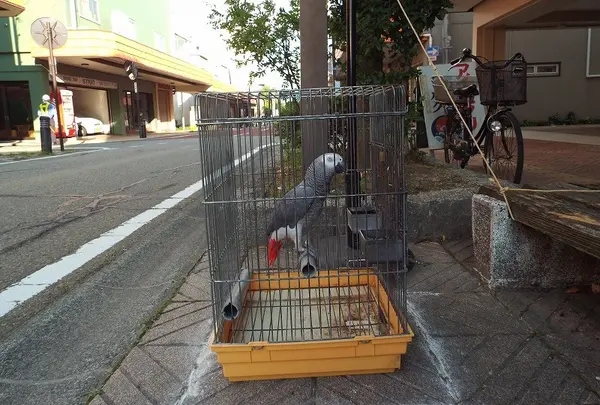 ヨウちゃん