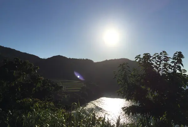田烏２