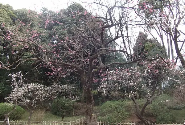 有栖川宮記念公園の写真・動画_image_62900