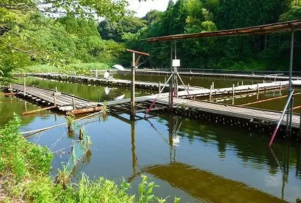 つり堀「弁慶池」