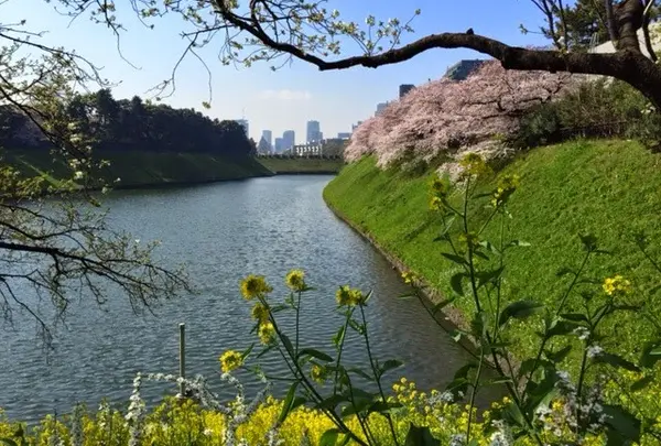 大使館前の土手に春の色