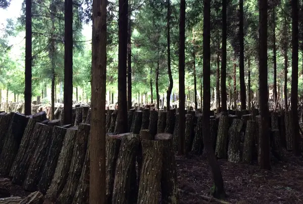 中尾さんちの原木椎茸ホダ場