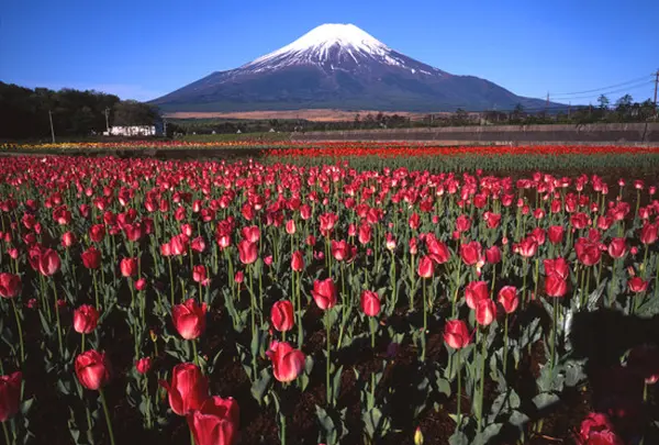 山中湖花の都公園