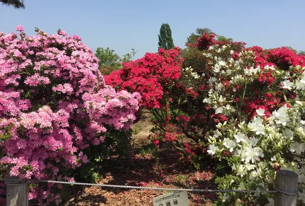 群馬県立つつじが岡公園