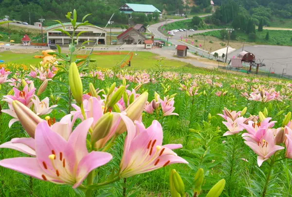 ちくさ高原ゆり園