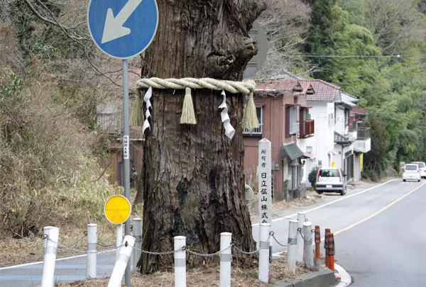 御岩山の三本杉