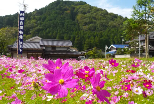 清住コスモス畑