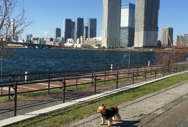 豊洲公園の写真・動画_image_168520