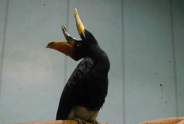 静岡市立日本平動物園