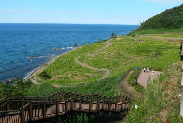 白米千枚田