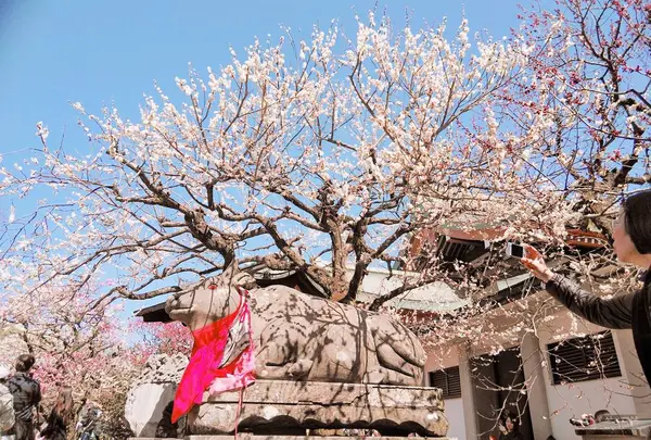 北野天満宮～ただいま梅苑公開！～