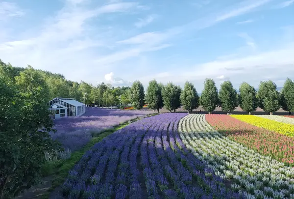 ファーム富田