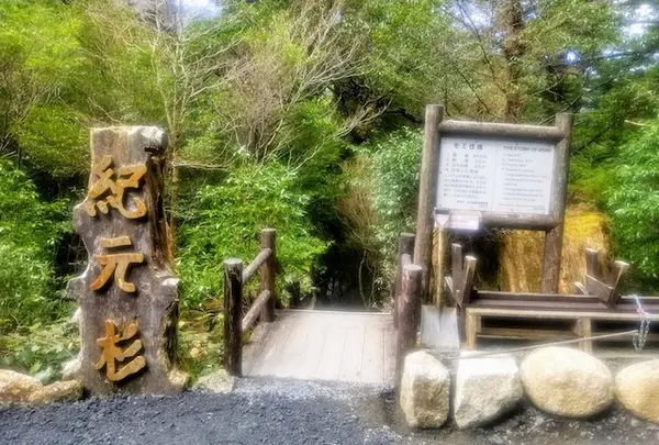 紀元杉