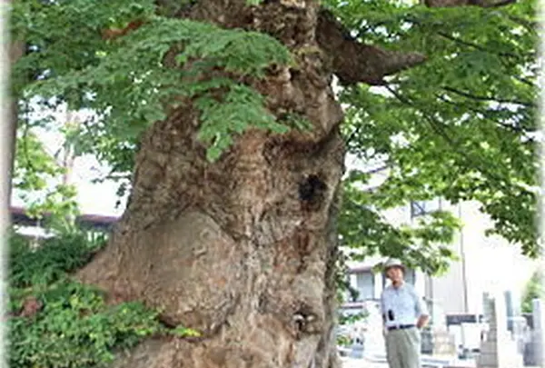 正覚寺の雷樹
