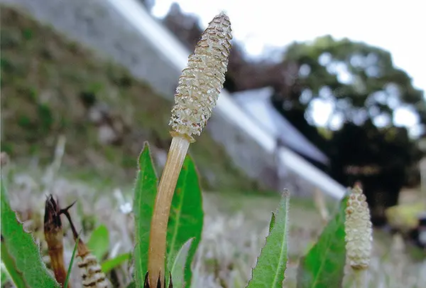 のせNOTE 能勢町の観光と物産