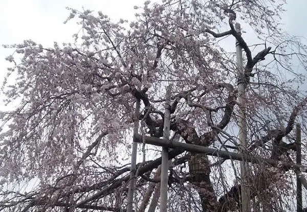 その②お寺の再建時に記念樹として植えられた説