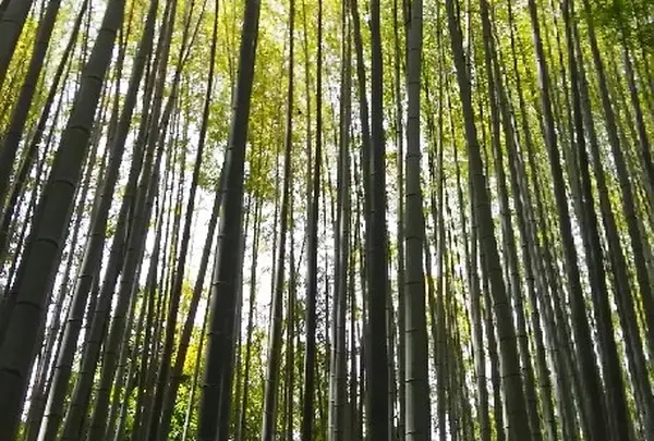 すがすがしい竹林