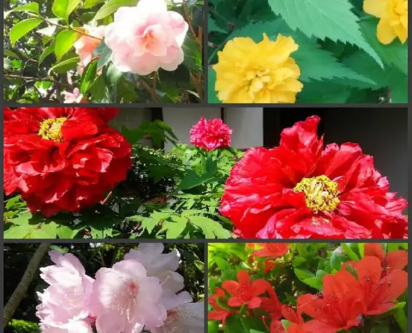 百花繚乱！