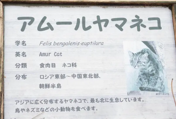 アムールヤマネコ