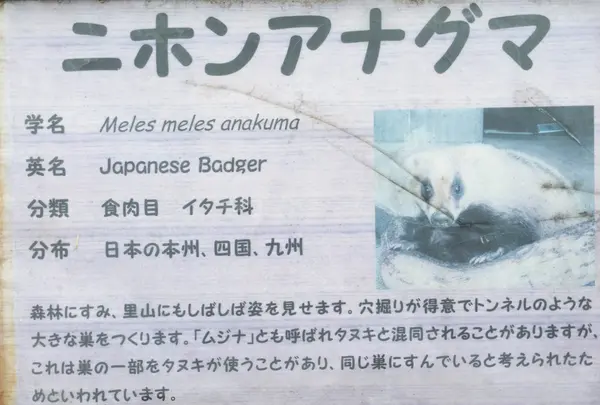 ニホンアナグマ