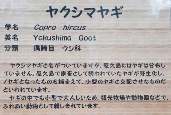 ヤクシマヤギ