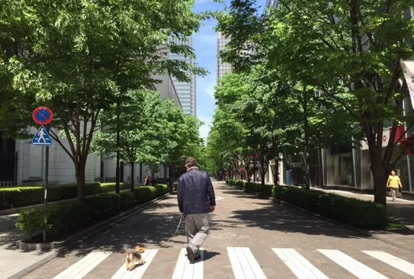 緑濃い散歩道