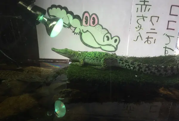 子わに
