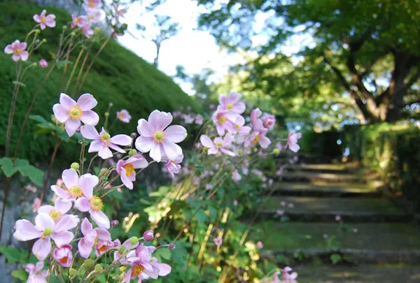 善峯寺　京都　秋明菊