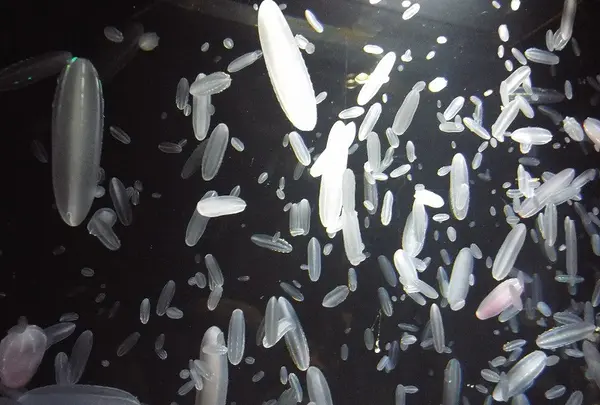 加茂水族館