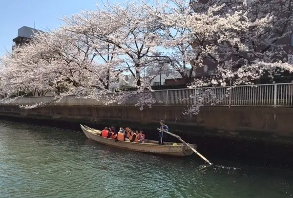 門前仲町・深川の桜