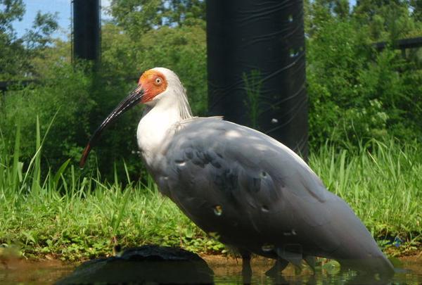 トキの森公園