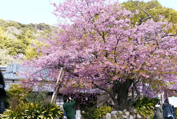 河津桜の原木