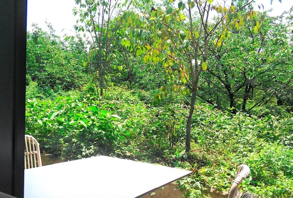 IN THE GREENの写真・動画_image_297535