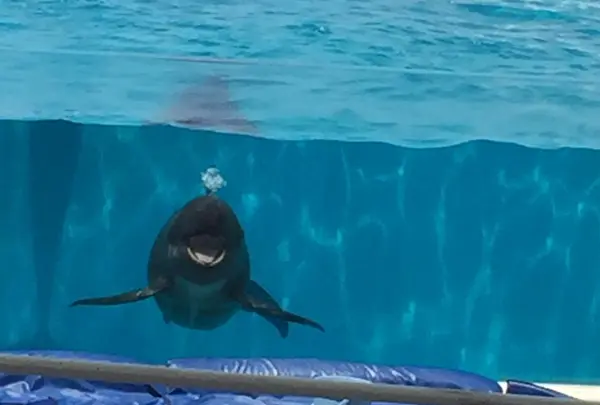 イルカのショー