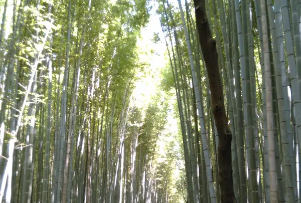 嵯峨野竹林