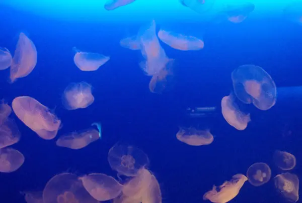 新江ノ島水族館