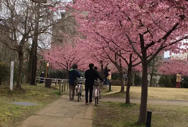 河津桜が満開！
