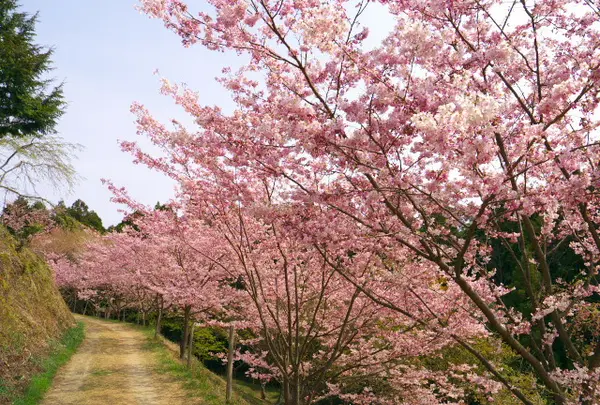 かんざき桜の山桜華園の写真・動画_image_70680