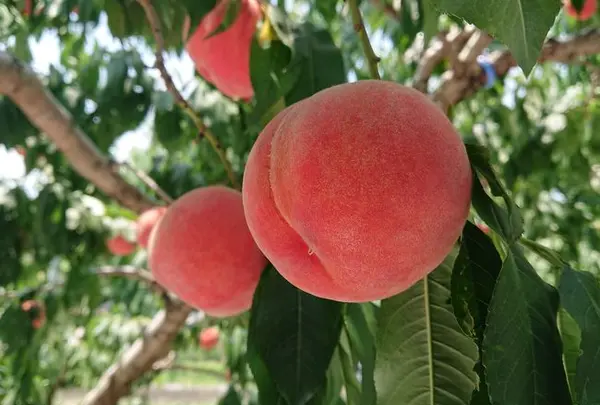 中込農園