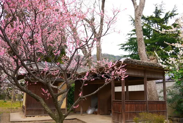 ヒガシマル梅園